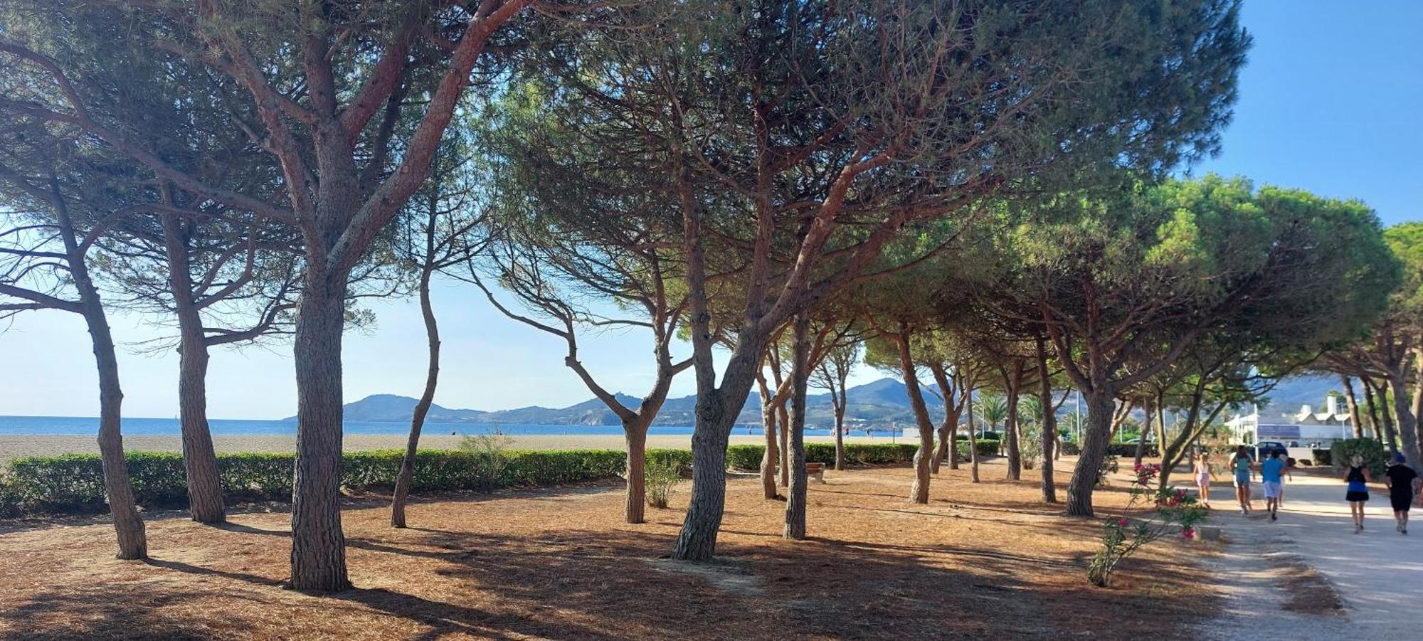 Sur La Plage, Super Studio Avec Vue Sur La Mer Plage d'Argeles ภายนอก รูปภาพ